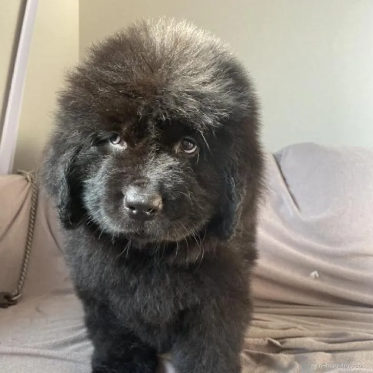 ID：2208-02399の子犬