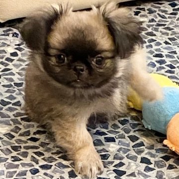 ミックス(チワワ×ペキニーズ)【東京都・女の子・2024年9月14日・フォーン】の写真「丸顔の可愛い女の子」