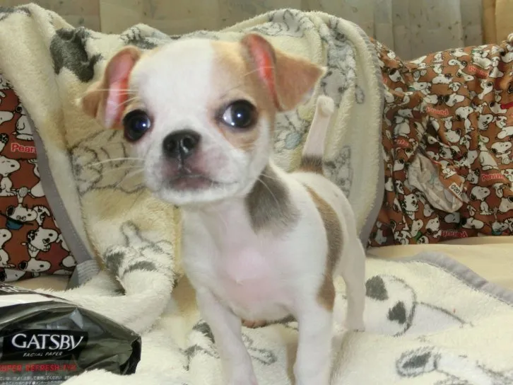 ID：1611-00616の子犬