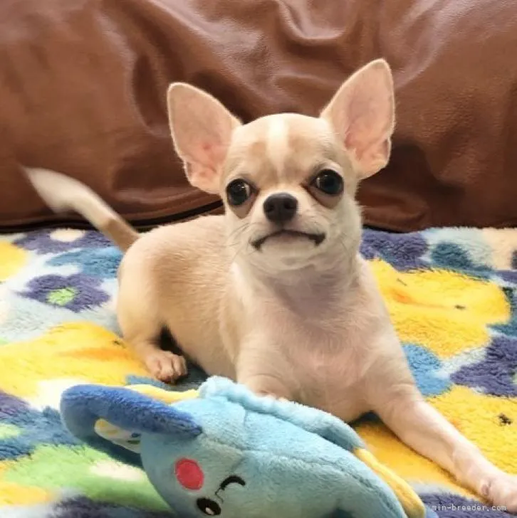 ID:2206-04481の子犬