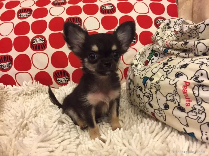 ID：1510-01665の子犬