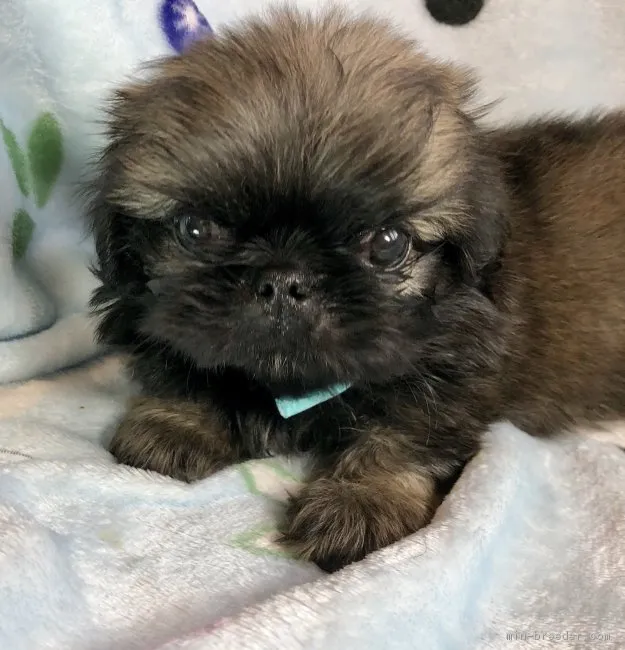 ID：1807-01022の子犬