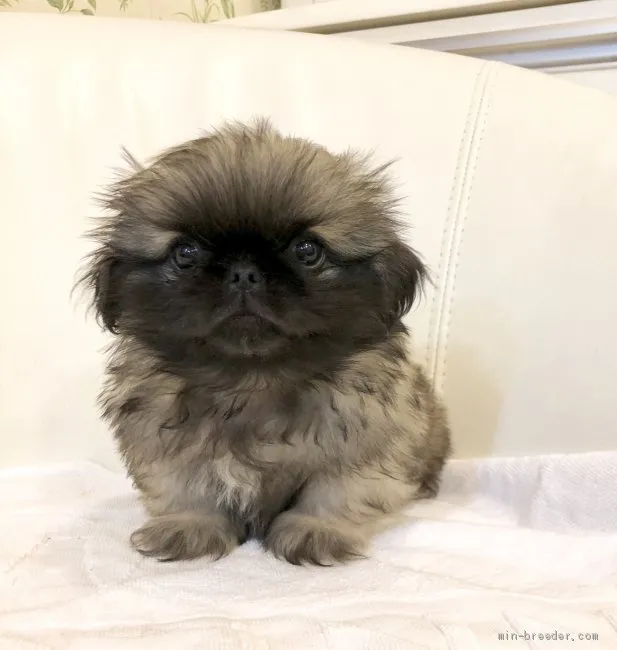 ID：1912-00505の子犬