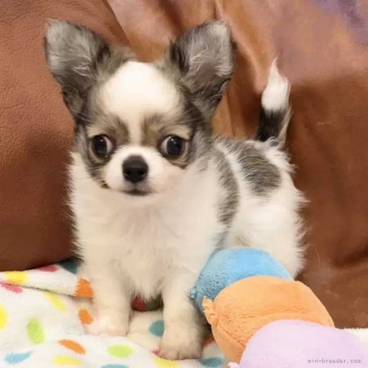 ID：2406-03915の子犬