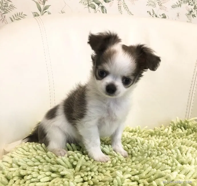 ID：2006-02510の子犬