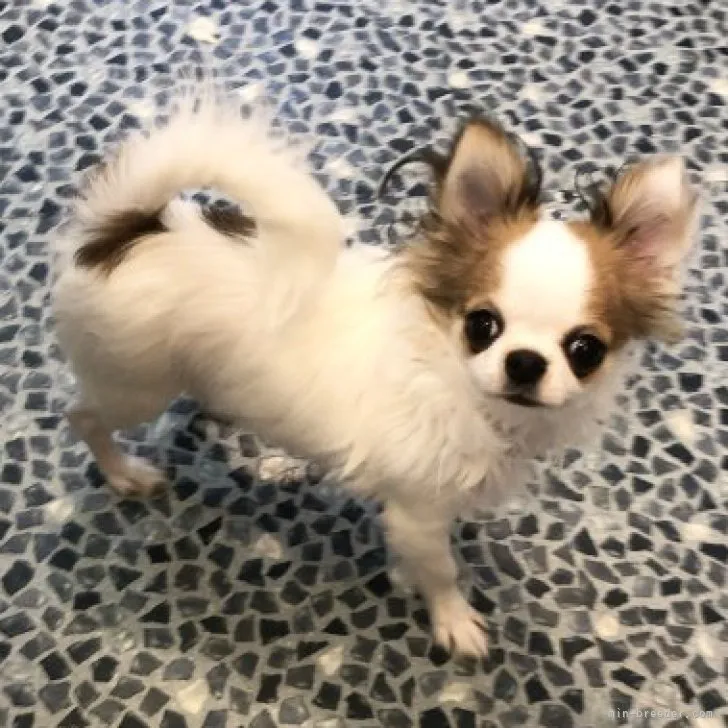 ID：2301-03165の子犬