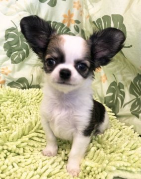 チワワ(ロング)【東京都・女の子・2021年4月15日・レッドアンドホワイト】の写真「まん丸目の可愛い女の子」