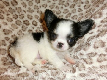 チワワ(ロング)【東京都・女の子・2016年4月27日・ブラック.ホワイト&タン】の写真「おチビです」