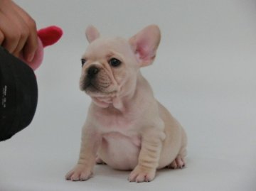 フレンチブルドッグ【東京都・女の子・2012年5月1日・クリーム】の写真「」