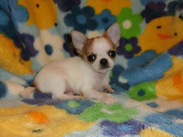 チワワ(スムース)【東京都・女の子・2016年9月16日・パーティ】の写真「パパはチャンピオン、大きな垂れ目のお姫様」
