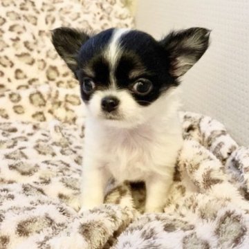 チワワ(ロング)【東京都・女の子・2023年10月6日・ホワイトアンドレッド】の写真「お鼻が短い、クッキリ柄の女の子」