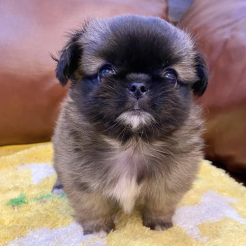 ペキニーズ【東京都・女の子・2024年9月14日・フォーン】の写真「モフモフの可愛い小熊ちゃんです。」