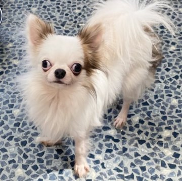 チワワ(ロング)【東京都・男の子・2023年4月18日・ホワイトアンドレッド】の写真「小さい、フワフワの男の子」