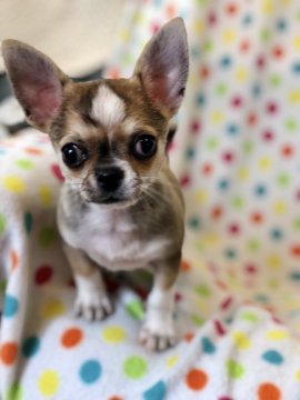 チワワ(スムース)【東京都・男の子・2018年6月8日・フォーンアンドホワイト】の写真「小粒のおデブさんです。」