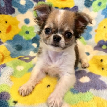 チワワ(ロング)【東京都・男の子・2018年4月28日・パーティ】の写真「目の色が綺麗なふわふわの男の子です。」