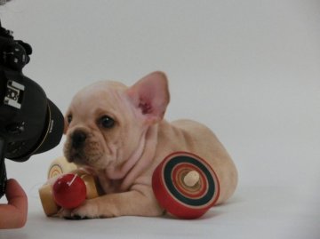 フレンチブルドッグ【東京都・男の子・2012年5月1日・クリーム】の写真「」