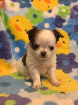 チワワ(ロング)【東京都・男の子・2017年1月18日・パーティ】の写真「パパチャンピオン、ママカレンダーモデルです」