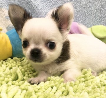 チワワ(ロング)【東京都・男の子・2021年8月11日・ホワイトアンドレッド】の写真「まん丸顔の男の子」