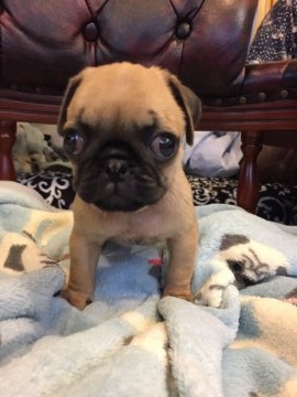 パグ【東京都・男の子・2017年9月17日・フォーン】の写真「血統優秀、 ムッチリプリンス」