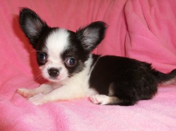 チワワ(ロング)【東京都・男の子・2016年4月27日・ブラック.ホワイト&タン】の写真「血統優良　くっきり柄の可愛い子です」