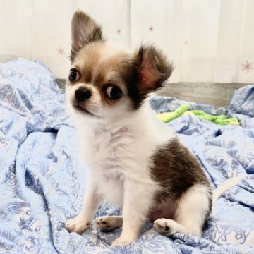 チワワ(ロング)【東京都・男の子・2023年12月26日・ホワイトアンドレッド】の写真「丸々太った可愛い可愛い子」