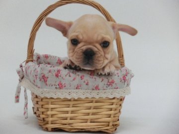 フレンチブルドッグ【東京都・女の子・2012年5月1日・クリーム】の写真「」