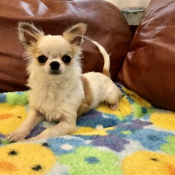 チワワ(ロング)【東京都・男の子・2019年6月12日・ホワイトアンドレッド】の写真「ふわふわ白くて可愛い男の子」