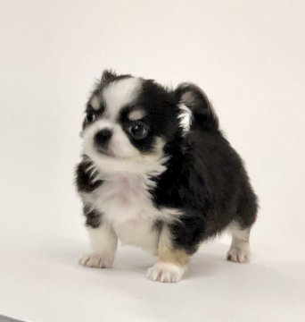 チワワ(ロング)【東京都・男の子・2019年10月24日・ブラックタンアンドホワイト】の写真「短足イケメン男子」