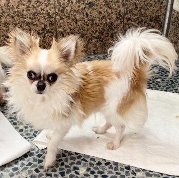 チワワ(ロング)【東京都・男の子・2023年6月16日・ホワイトアンドレッド】の写真「穏やかな性格の男の子です。」