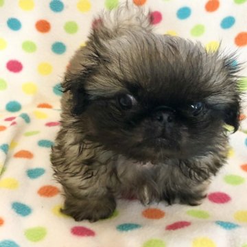 ペキニーズ【東京都・男の子・2020年7月9日・フォーン】の写真「カニ顔の可愛い男の子です」