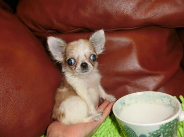 チワワ(ロング)【東京都・女の子・2016年6月7日・パーティ】の写真「極、極小！！ずんぐりお姫様」