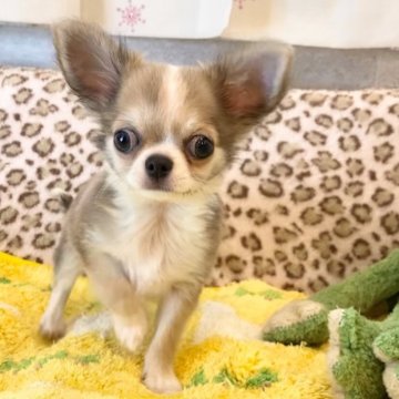 チワワ(ロング)【東京都・男の子・2024年3月2日・フォーンアンドホワイト】の写真「可愛い男の子」