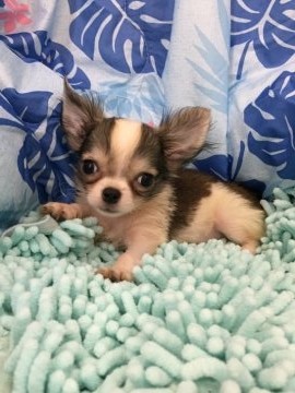 チワワ(ロング)【東京都・男の子・2017年7月19日・パーティ】の写真「小さめ 父チャンピオン」