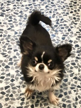 チワワ(ロング)【東京都・女の子・2021年6月29日・ブラックアンドホワイト】の写真「極小、お顔は大きい女の子」