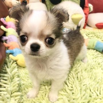 チワワ(ロング)【東京都・男の子・2022年8月5日・ホワイトアンドレッド】の写真「フワフワずんぐり君です。」