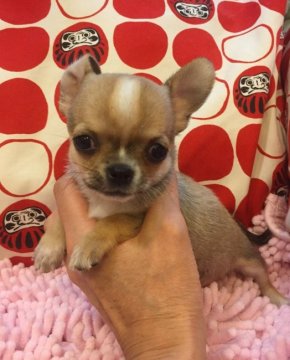 チワワ(スムース)【東京都・女の子・2016年11月20日・フォーン】の写真「ママは２０１７年ＴｈＥＤＯＧカレンダーのモデルです」