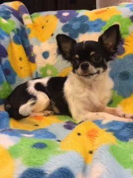 チワワ(ロング)【東京都・女の子・2016年9月16日・ホワイト&ブラック】の写真「パパはチャンピオン、くっきり柄が可愛いです」