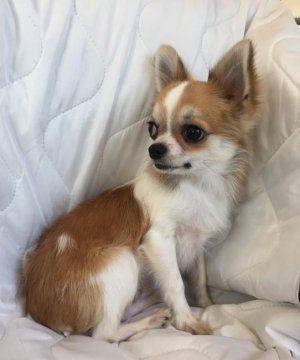 チワワ(ロング)【東京都・男の子・2017年8月17日・パーティ】の写真「綺麗な毛色の可愛いプリンス」