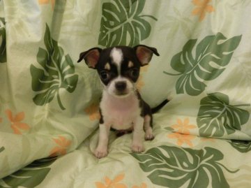 チワワ(スムース)【東京都・女の子・2016年7月17日・ブラック、ホワイト&タン】の写真「良血統、毛艶のいいずんぐりした子です」