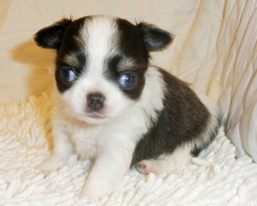 チワワ(ロング)【東京都・男の子・2015年11月21日・パーティ】の写真「父チャンピオン、母２０１６年カレンダーのモデル」