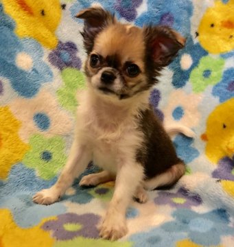 チワワ(ロング)【東京都・女の子・2018年4月28日・パーティ】の写真「くっきり模様の女の子です。」