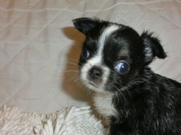 チワワ(ロング)【東京都・男の子・2015年11月11日・パーティ】の写真「両親ともにチャンピオン直子です」