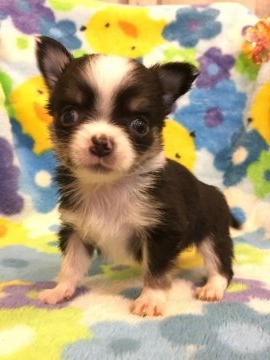 チワワ(ロング)【東京都・男の子・2017年1月22日・ブラック、タン&ホワイト】の写真「足が太いずんぐり王子」