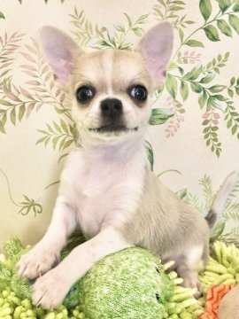 チワワ(スムース)【東京都・男の子・2021年8月28日・フォーン&ホワイト】の写真「ムチムチスムースの男の子」