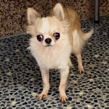 チワワ(ロング)【東京都・男の子・2022年8月5日・ホワイトアンドレッド】の写真「小さい子です」