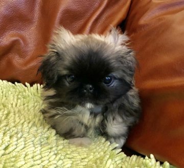 ペキニーズ【東京都・女の子・2019年2月21日・フォーン】の写真「カニ顔の可愛い子です」