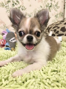 チワワ(ロング)【東京都・男の子・2021年8月28日・フォーン&ホワイト】の写真「ふわふわ短足の男の子」