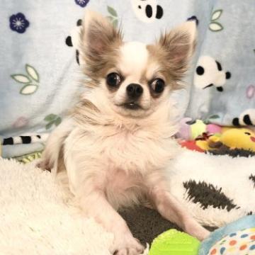 チワワ(ロング)【東京都・男の子・2022年5月22日・ホワイト&レッド】の写真「極小‼︎　ちっちゃーい男の子です。」