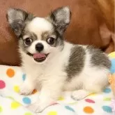 チワワ(ロング)【東京都・男の子・2024年4月21日・ホワイトアンドレッド】の写真3「お口もぷっくりして可愛いです。」