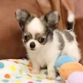 チワワ(ロング)【東京都・男の子・2024年4月21日・ホワイトアンドレッド】の写真4